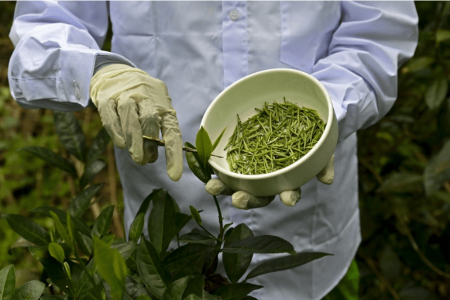 Sri Lanka reverses organic farming drive