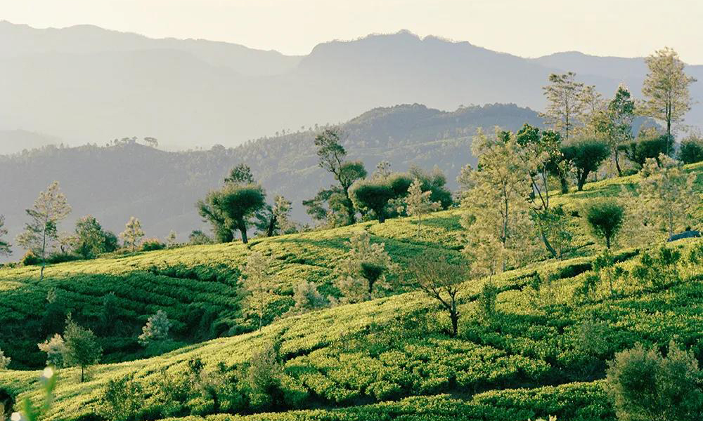 环球观茶丨斯里兰卡茶叶出口商协会：联合利华出售全球茶业务目前不会对锡兰红茶产生影响