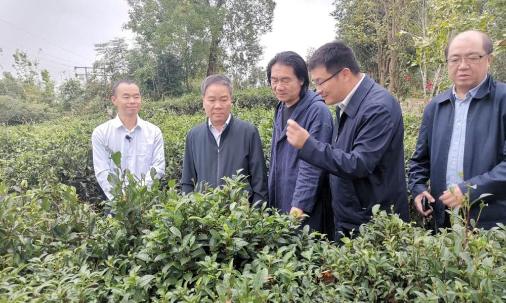 会员动态丨广西壮族自治区政协副主席黄洲一行考察苍松六堡茶厂