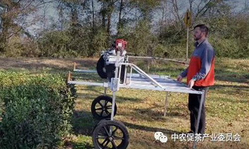 环球观茶丨国外机械采茶将何去何从？