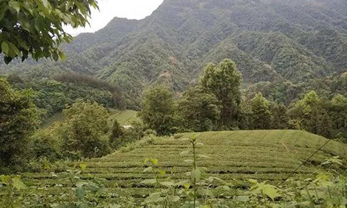 可持续农业：建设与自然生态系统共存的茶园