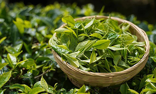 2022-2026年中国茶叶行业发展预测分析