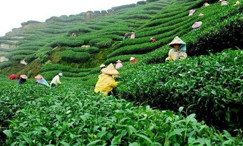 环球观茶｜越南茶叶品牌对改善茶叶出口的一些思考
