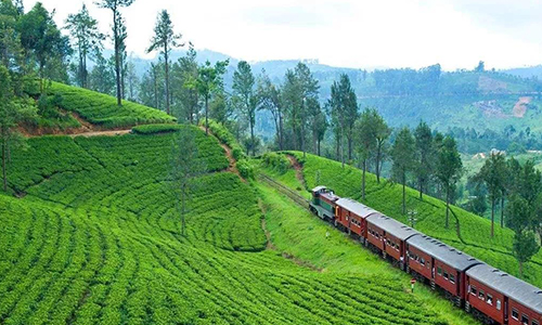 环球观茶丨全球茶业巨头芬利将出售斯里兰卡茶园业务