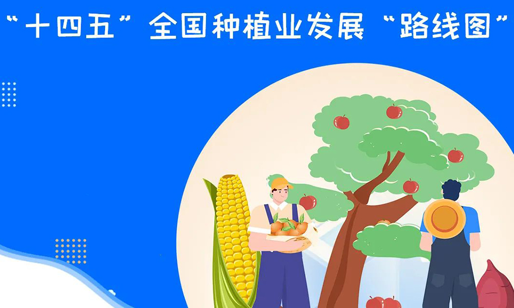 2025茶叶要减种增收，“十四五”全国种植业发展“路线图”一览