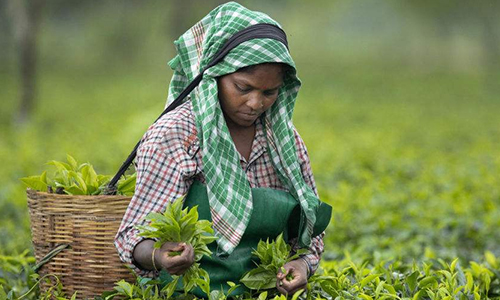 环球观茶丨印度茶行业2022年面临诸多挑战