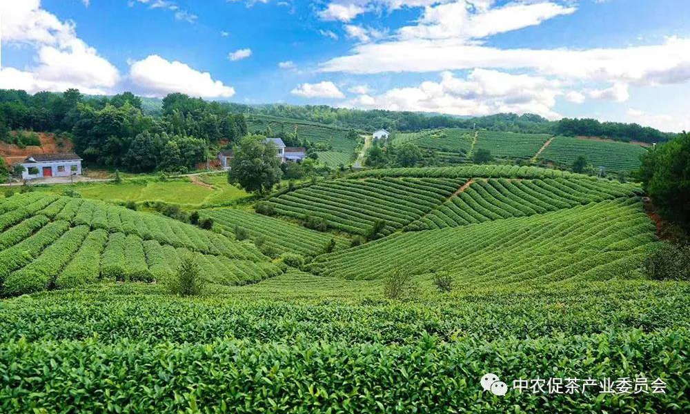 百条红色茶乡旅游精品路线丨湖南长沙县：“百年风华 红动星沙”长沙县精品茶旅路线