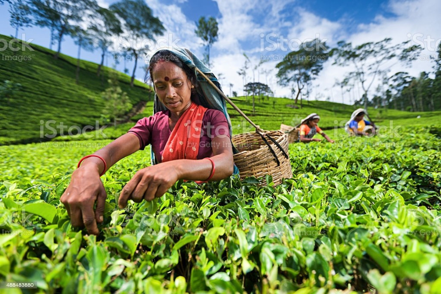 Sri Lankan tea exports earned 1.3 bln USD in 2021