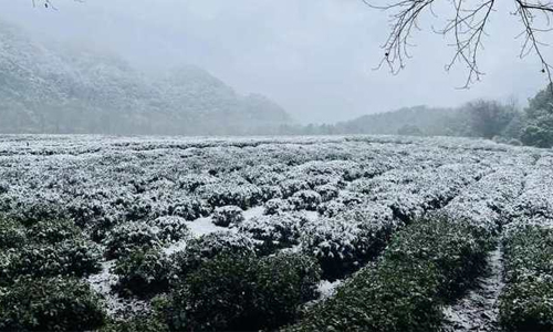 虎年开工南方大雪，春茶采摘或延期，茶园暴雪应对及灾后管理不能少！
