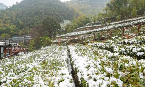 【春茶】春茶市场开始活跃，部分地区早春茶春采推迟！