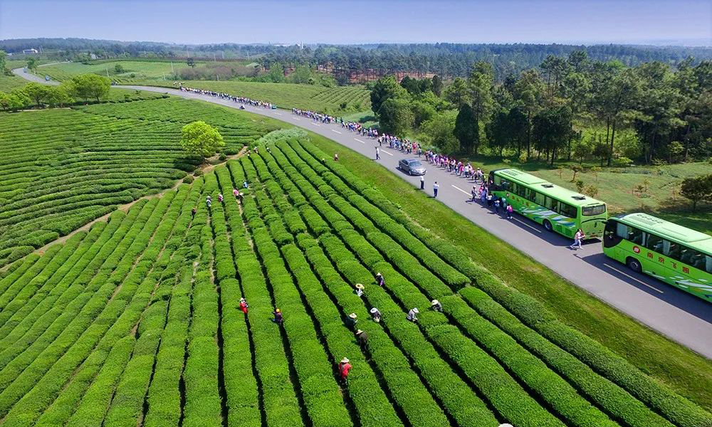 百条红色茶乡旅游精品路线丨江苏南京：高淳国际慢城红色茶乡之旅