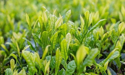 环球观茶丨俄乌冲突对全球茶行业的影响
