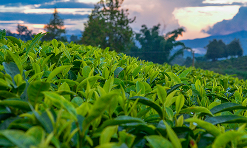 茶叶出口百问1丨2021年中国绿茶主要出口哪些国家和地区？