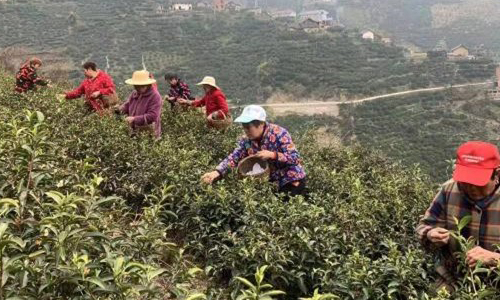 湖北茶区第一杯早春丝绵茶新鲜出炉