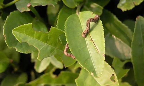 大咖专访丨屠幼英：春茶采摘现状与春茶茶园管理重点