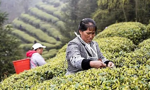 【聚焦】贵州发布春茶安全生产倡议书