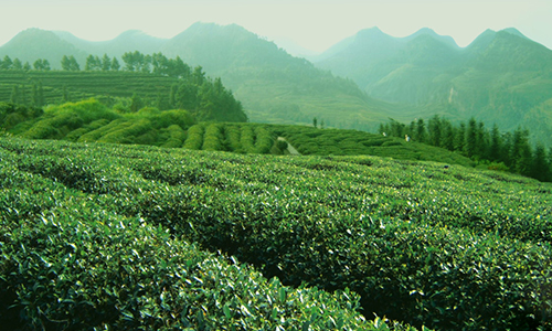 百条红色茶乡旅游精品路线丨四川威远：威远红色茶乡教育示范基地