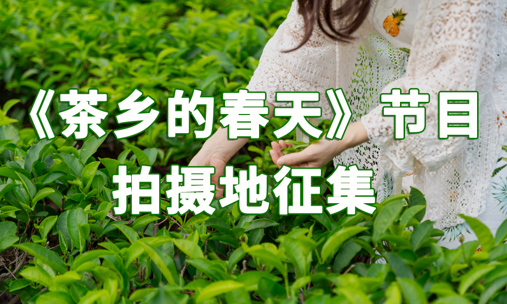 《茶乡的春天》节目