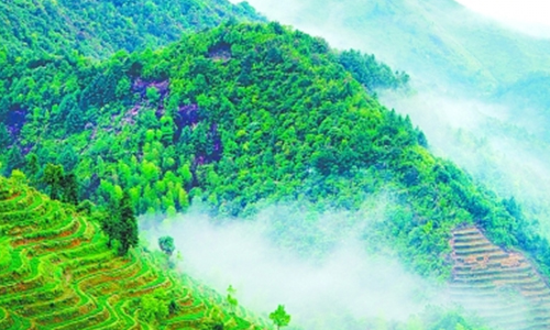 生态茶园固碳潜力大