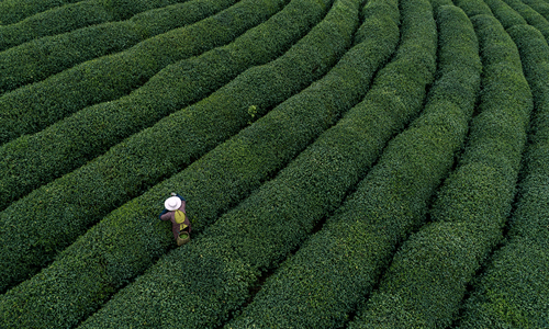 主产区春茶采摘全面展开 茶产业快速发展呈现新特点