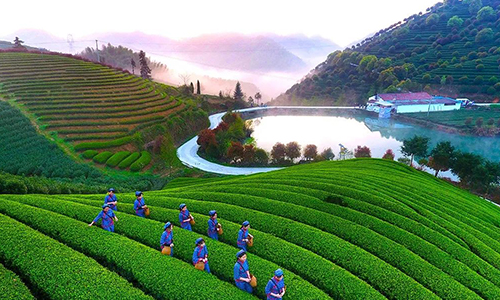 百条红色茶乡旅游精品路线丨浙江金华：武义特色茶产业游