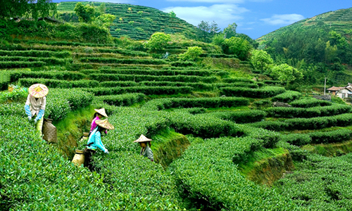 福建安溪铁观音茶文化系统获“中国全球重要农业文化遗产”认定！