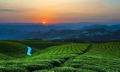2022国际茶日丨“我的家乡我代言”：贵州省正安县人民政府副县长邀您品饮正安白茶