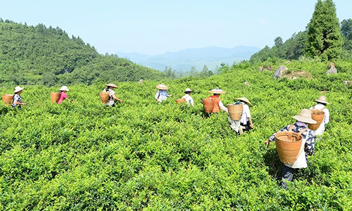 2022国际茶日丨“我的家乡我代言”：湖南省永顺县为您推介“永顺莓茶”