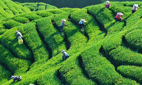 茶叶出口百问7丨一文带你读懂世界名茶及茶叶进出口知识