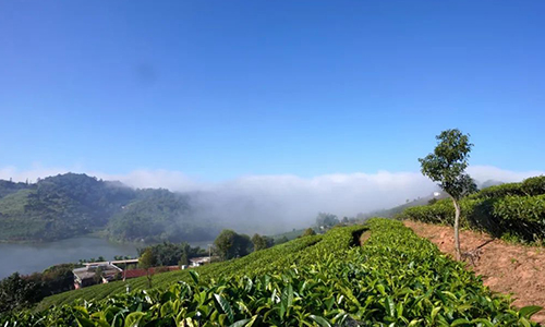 茶产业率先占据两个“全国第一”！普洱，一座真正的茶之城→