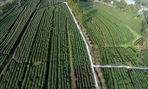 茶叶变茶业——巴中已成川茶主产区