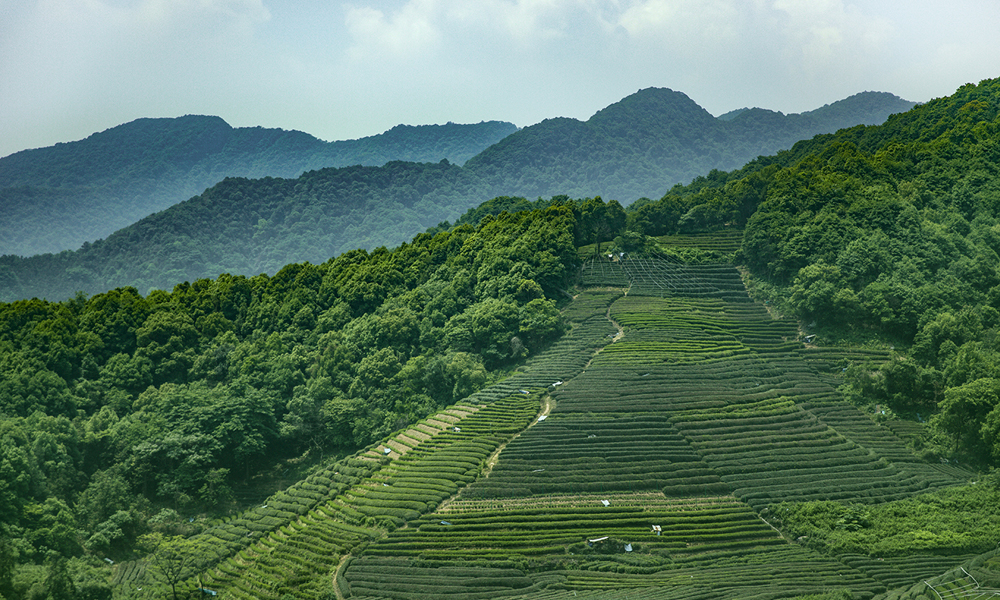 茶叶进出口报告丨世界消费与出口量第一！它带着中国茶文化走向世界舞台！
