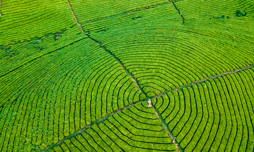 数据丨2022年6月中国茶叶进出口数据