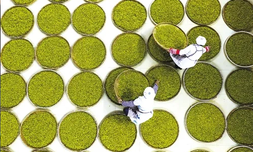 《2022年第五届全国农业行业职业技能大赛茶叶加工赛项实施方案》来啦！