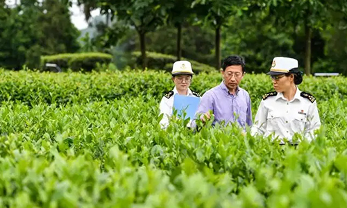 茶叶安全风险解决方案——SGS茶叶供应链安全风险管理