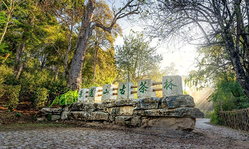 环球观茶丨俄罗斯面临咖啡和茶叶销售短缺问题