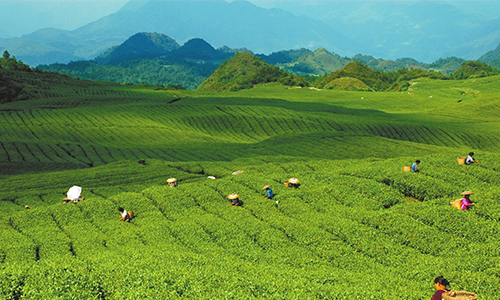 两家茶企被点名！贵州省农业农村厅通报不合格农产品