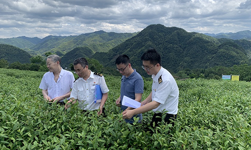 小茶叶为“三农”发展注入大活力