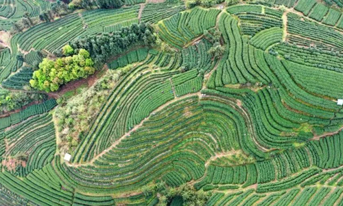 福鼎探索建立以数据应用为关键的茶产业高质量发展体系 “一叶”发展科技傍身