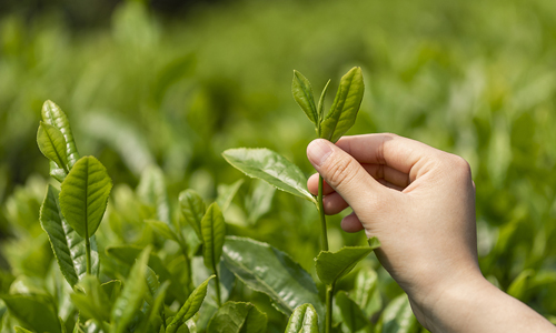 3个茶树种质资源圃入选！第一批国家级农作物、农业微生物种质资源库公示
