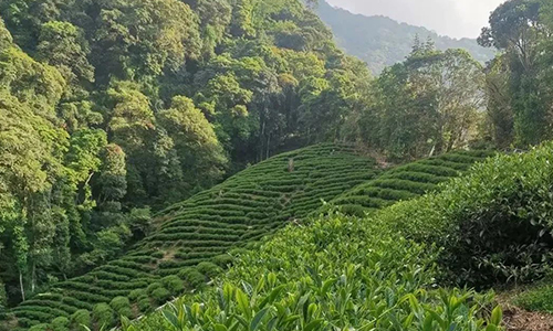 茶园抗旱丨面对”烤”验，茶园如何抗旱——浮梁茶园抗旱纪实