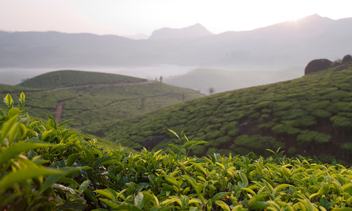 环球观茶丨印度填补俄罗斯茶叶进口缺口