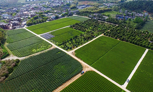 “平水日铸”致富3万茶农 绍兴市已培育17个国家地理标志农产品