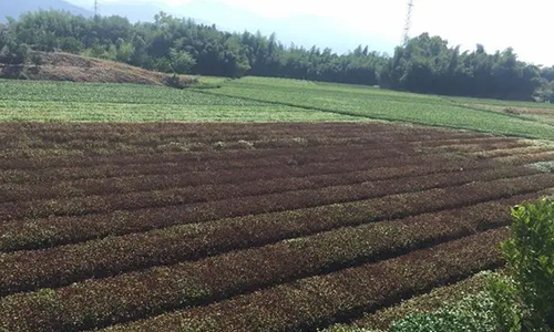 积极抗旱！湖北发布应对高温干旱茶叶生产技术措施