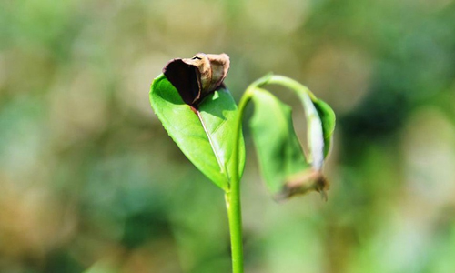 高温袭击多地茶园，各地积极应对确保今秋明春茶叶生产