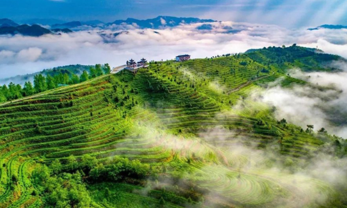 树一个品牌 富一方百姓——都匀积极打造“都匀毛尖技工”劳务品牌助推茶产业高质量发展