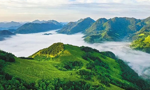 茶企与院士面对面——陕茶全产业链怎么建