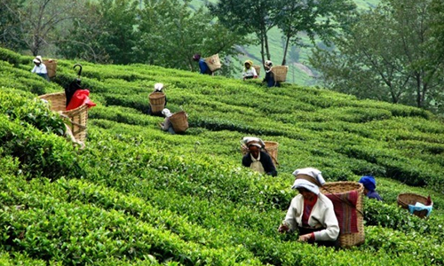 环球观茶丨茶叶价格上涨和卢比升值导致印度对欧洲和日本的茶叶出口下降