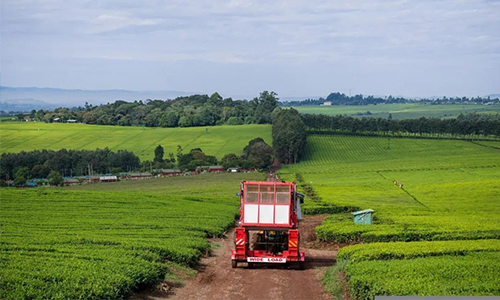 环球观茶丨肯尼亚蒙巴萨拍卖市场茶叶价格稳定，出口巴基斯坦态势强劲