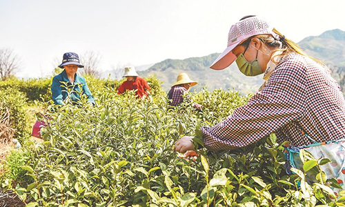 安徽茶产业加快“走出去” 2021年综合产值近615亿元